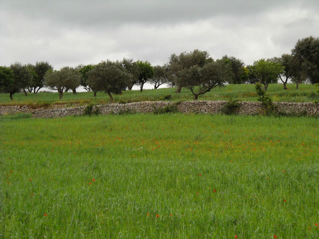 olive trees - arable