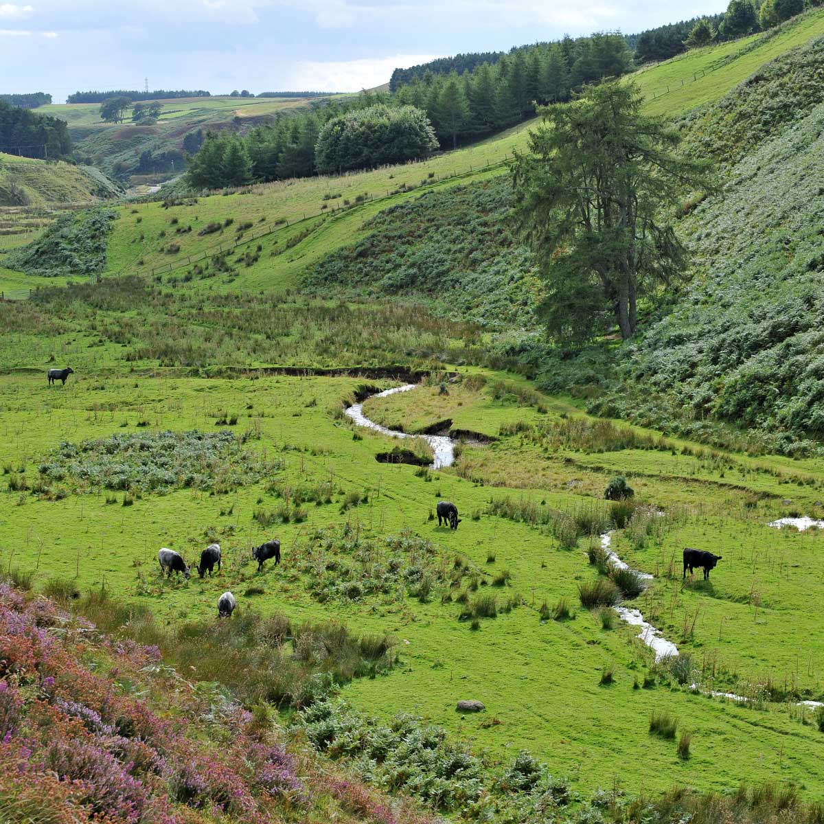 agricultural landscape